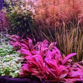 Samolus Parviflorus Red (tc cup)