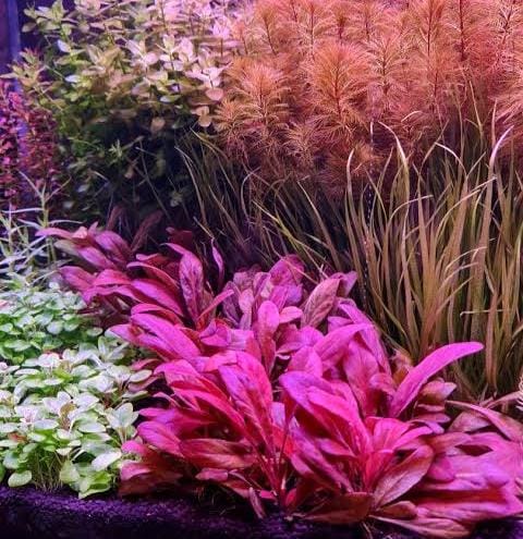 Samolus Parviflorus Red (tc cup) - Image 2