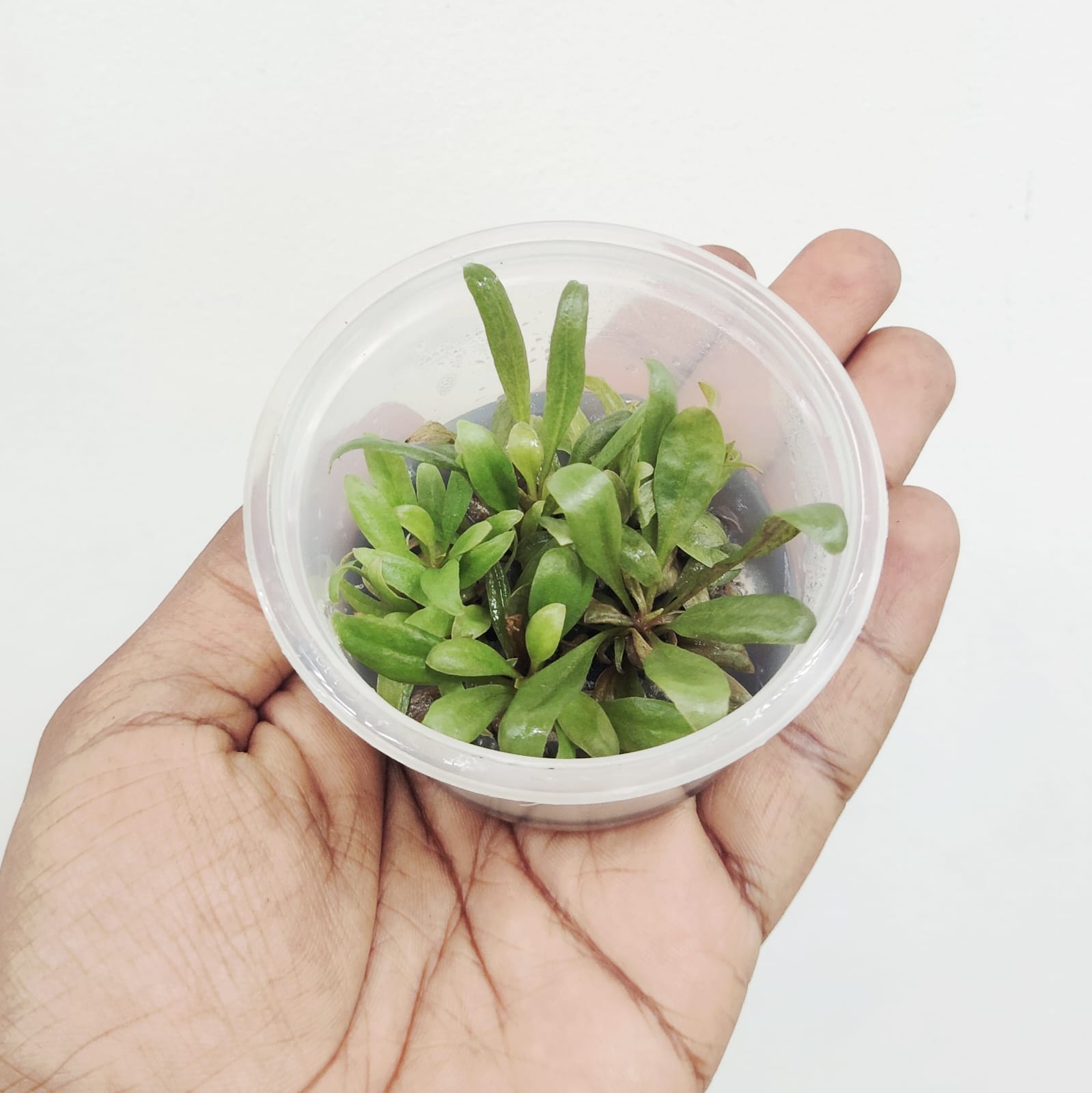 Samolus Parviflorus Red (tc cup) - Image 5