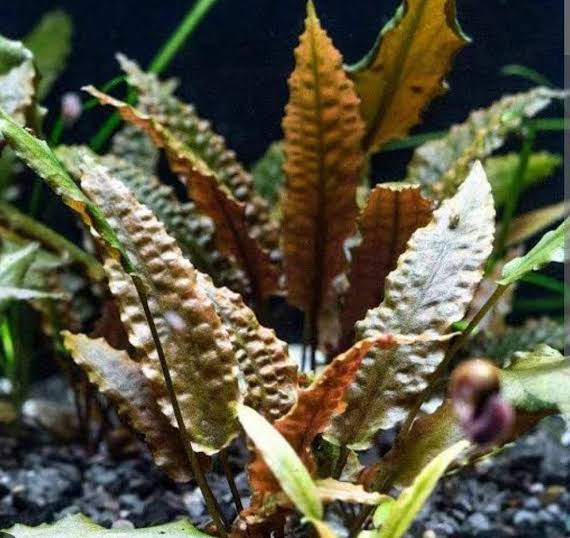 Cryptocoryne wenditii brown (tc cup) - Image 3