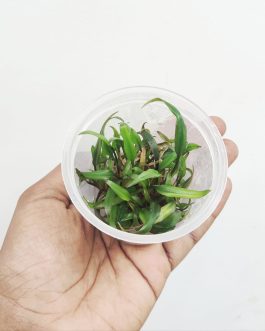Cryptocoryne wenditii brown  (tc cup)