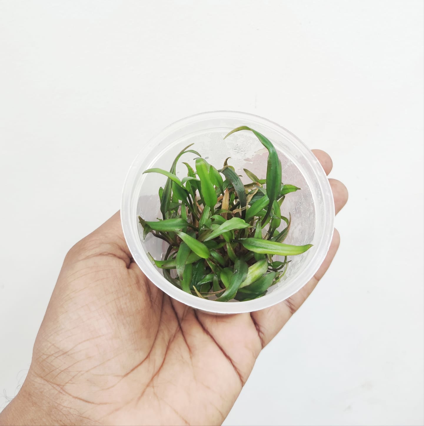Cryptocoryne wenditii brown (tc cup) - Image 2