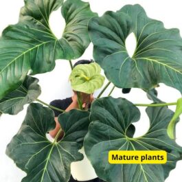 Anthurium Brownii (small single plant pot)