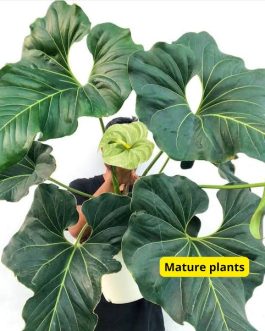 Anthurium Brownii (small single plant pot)