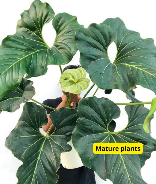 Anthurium Brownii (small single plant pot) - Image 2