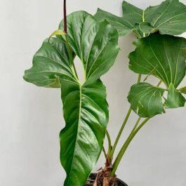 Anthurium Brownii (small single plant pot)