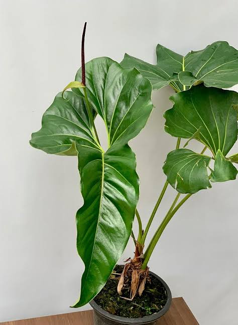 Anthurium Brownii (small single plant pot)
