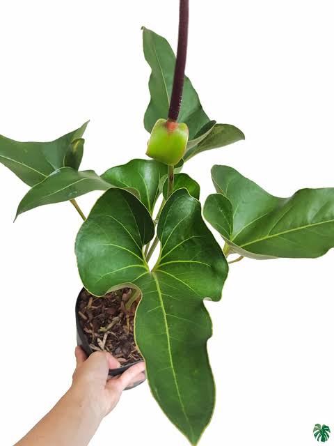 Anthurium Brownii (small single plant pot) - Image 4