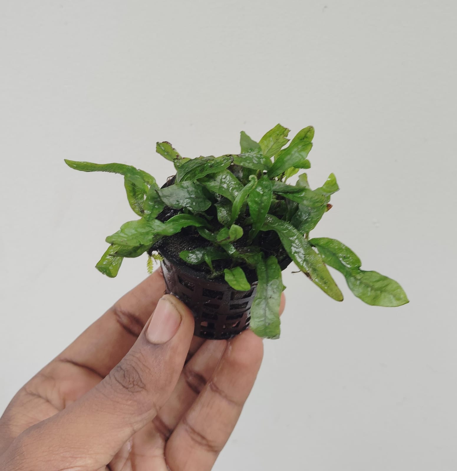 Dwarf Java Fern/ Microsorum Pteropus 'Dwarf Green Gnome' (Pot) - Image 3