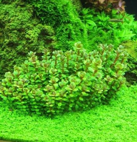 Ammania Sp Bonsai (tc cup) - Image 3