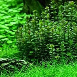 Ammania Sp Bonsai (tc cup)