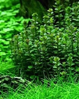 Ammania Sp Bonsai (tc cup)