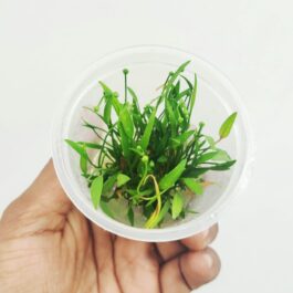 Echinodorus Tenellus Sp Broad Leaf (tc cup)
