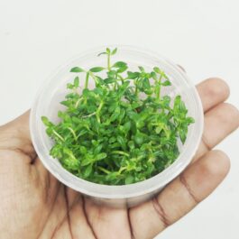 Rotala Ramosior Florida (tc cup)