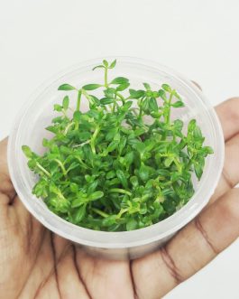 Rotala Ramosior Florida (tc cup)