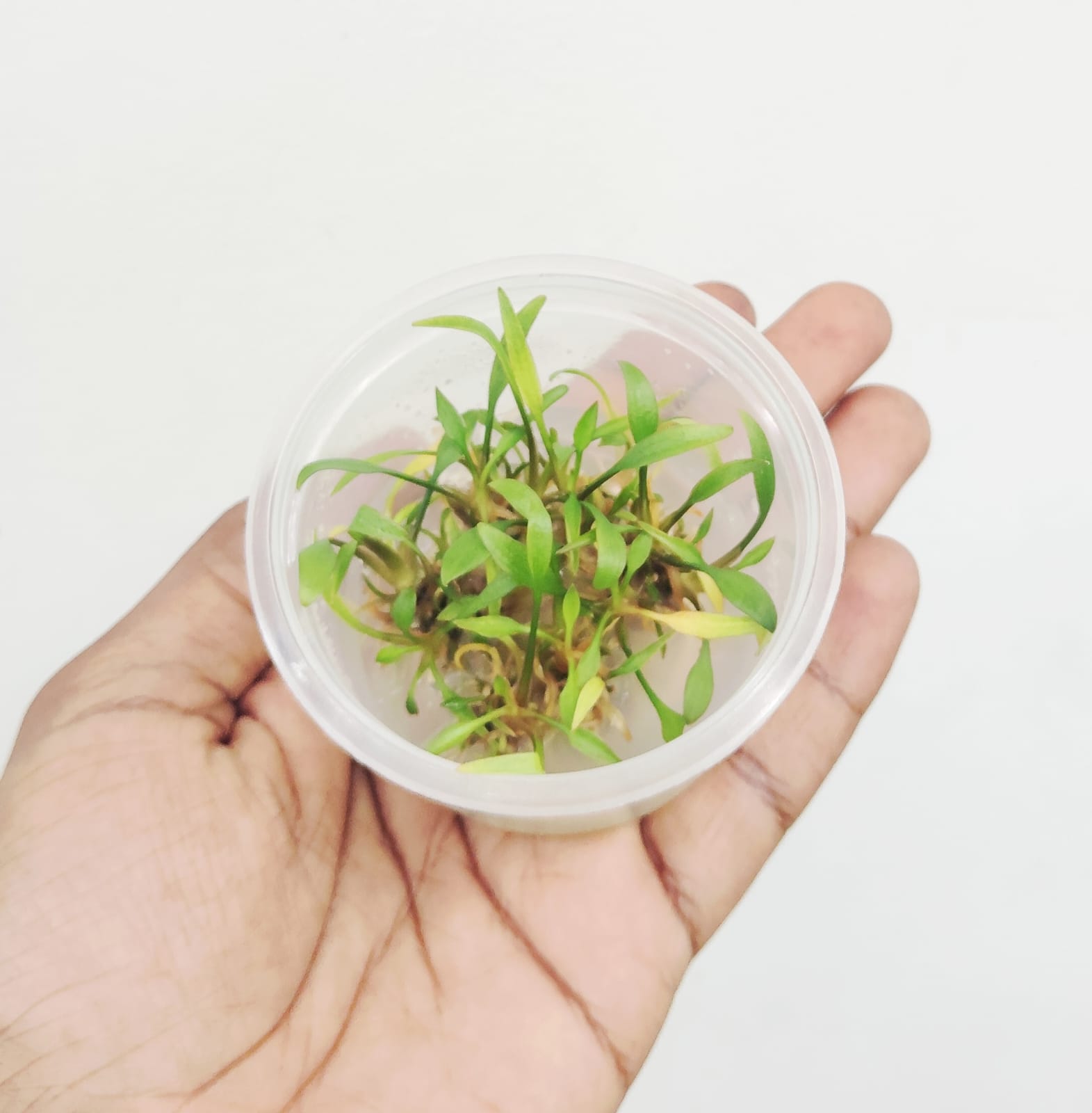 Cryptocoryne lucens (tc cup) - Image 3