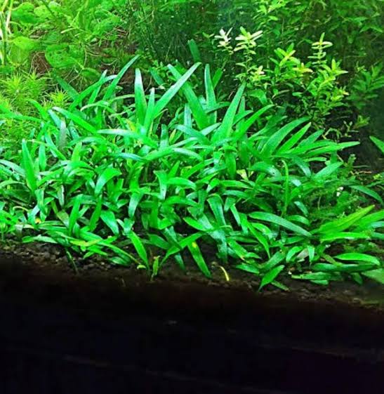 Cryptocoryne lucens (tc cup) - Image 2