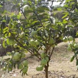 Taiwan Pink Guava Plant (single plant)