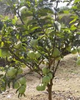 Taiwan Pink Guava Plant (single plant)