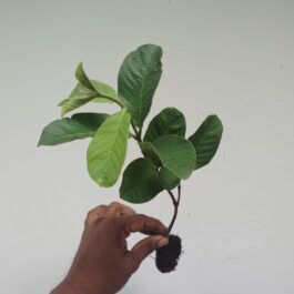 Taiwan Pink Guava Plant (single plant)