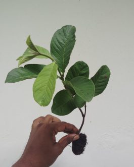 Taiwan Pink Guava Plant (single plant)