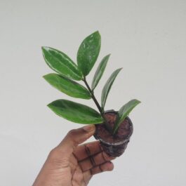 Green zz plant (net pot sized)