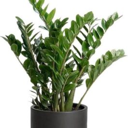 Green zz plant (net pot sized)