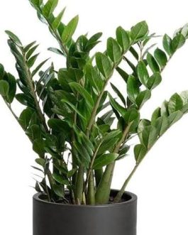 Green zz plant (net pot sized)