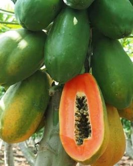 Taiwan red lady papaya (single plant)