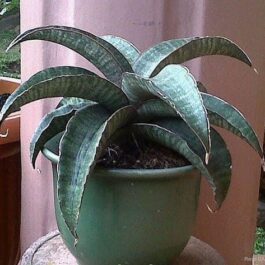 Sansevieria Hawaiian star (single plant)