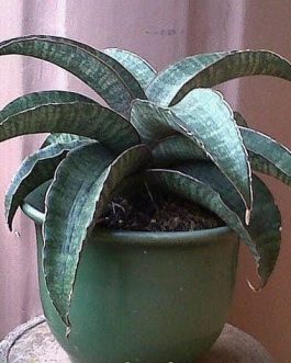 Sansevieria Hawaiian star (single plant)