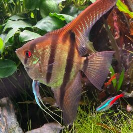 Red back amapa angel fish Breeding pair