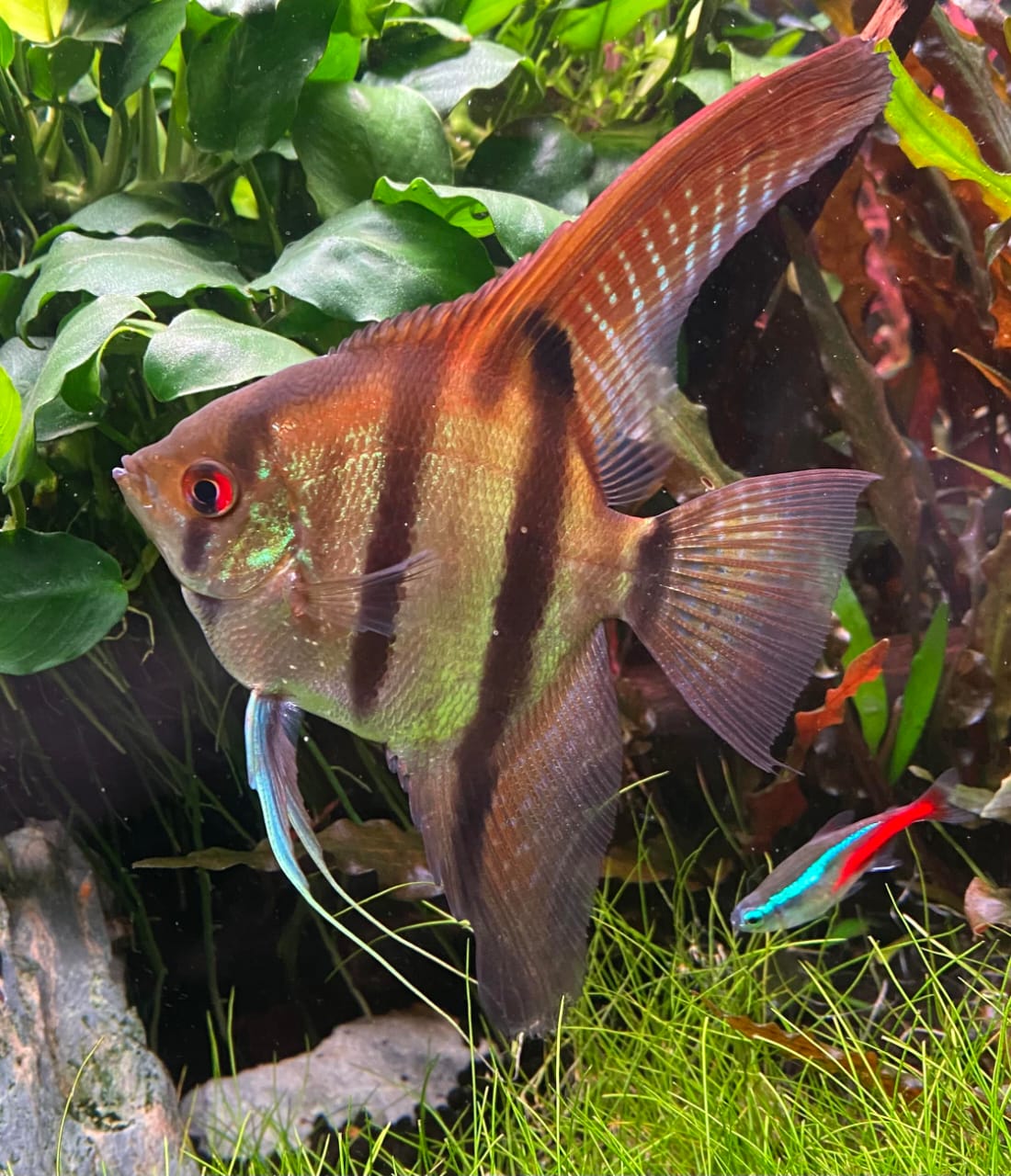 Red back amapa angel fish Breeding pair