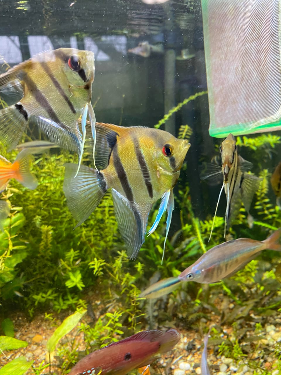 Red back amapa angel fish Breeding pair - Image 3