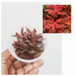 Alternanthera Reineckii Variegated (tc cup)