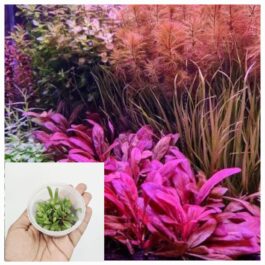 Samolus Parviflorus Red (tc cup)