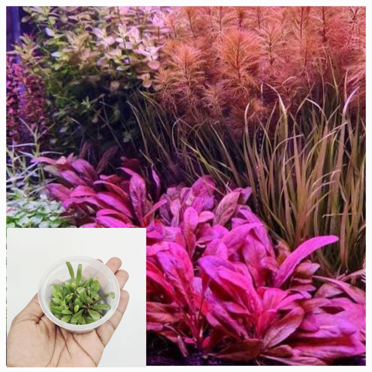 Samolus Parviflorus Red (tc cup)