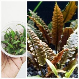 Cryptocoryne wenditii brown (tc cup)