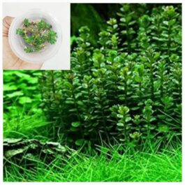 Ammania Sp Bonsai (tc cup)