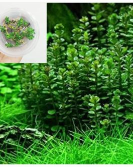 Ammania Sp Bonsai (tc cup)