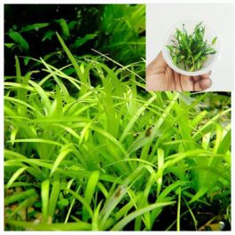 Echinodorus Tenellus Sp Broad Leaf (tc cup)