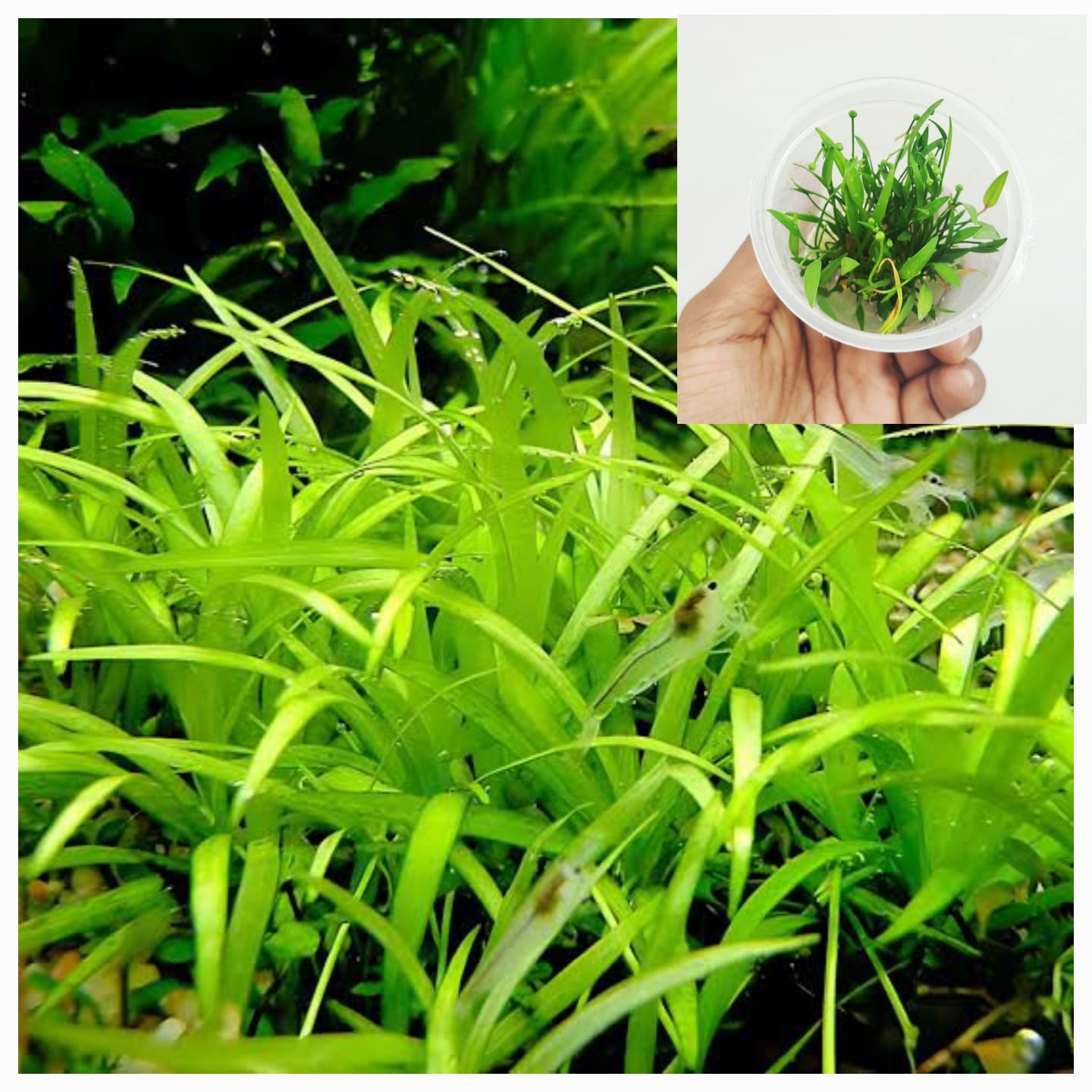 Echinodorus Tenellus Sp Broad Leaf (tc cup)