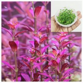 Rotala Ramosior Florida (tc cup)