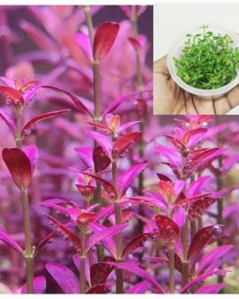 Rotala Ramosior Florida (tc cup)