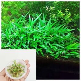 Cryptocoryne lucens (tc cup)