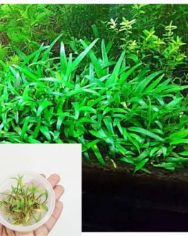 Cryptocoryne lucens (tc cup)