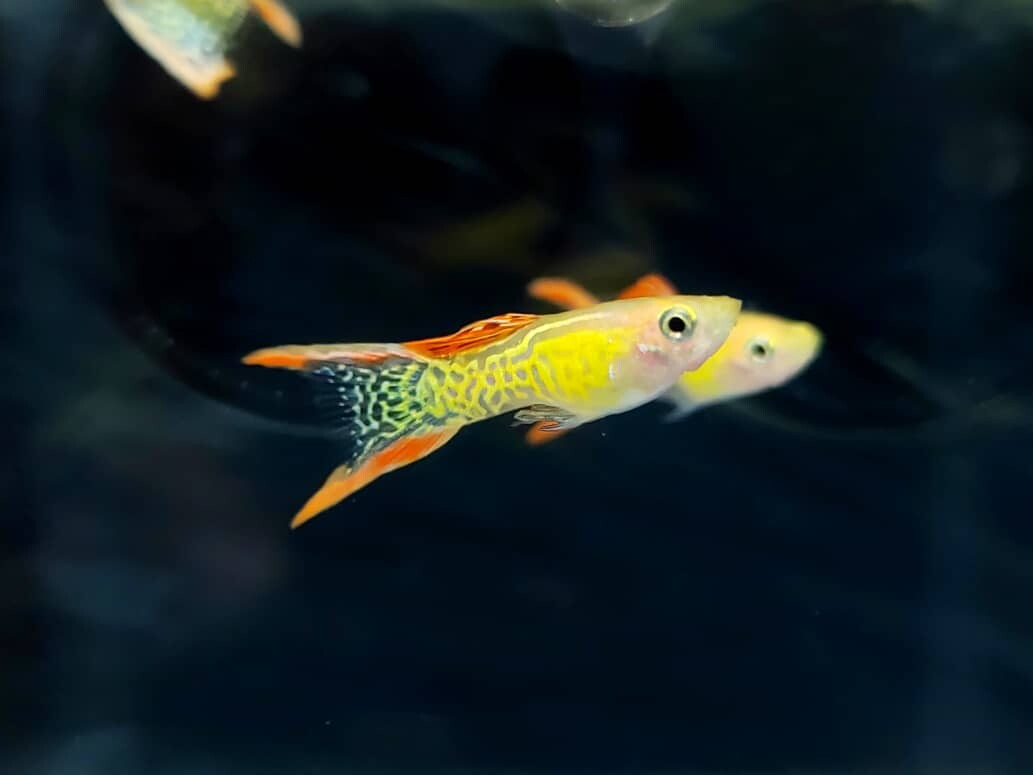Red lace double sword guppy ( pair) - Image 4
