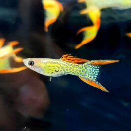 Red lace double sword guppy ( pair)