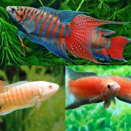 Paradise combo ( 1 pair Paradise blue paradise, 1 pair albino paradise, 1 pair flame red paradise)