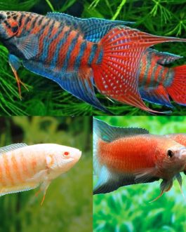 Paradise combo ( 1 pair Paradise blue paradise, 1 pair albino paradise, 1 pair flame red paradise)